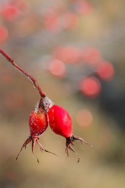 Mooi rose hip takje met rijm en onscherpe achtergrond — Stockfoto