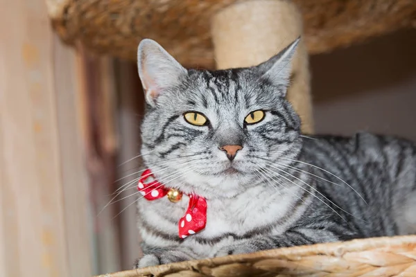 Tabby cat sittin at stage of a scratching post — Stock Photo, Image