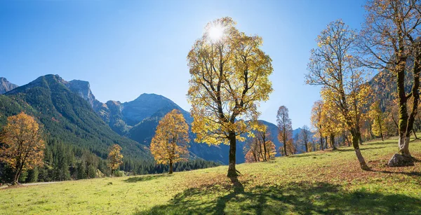 Alberi d'acero retroilluminati nel paesaggio montano del karwendel — Foto Stock