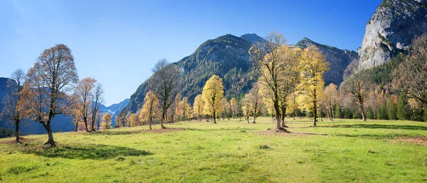 Slavné javor mleté v pohoří karwendel se starými stromy v aut — Stock fotografie