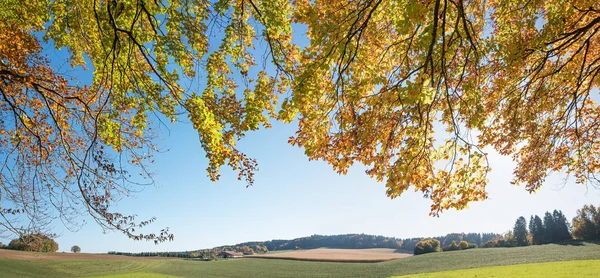 Branches of a beech tree, view to rural landscape — Stock Photo, Image