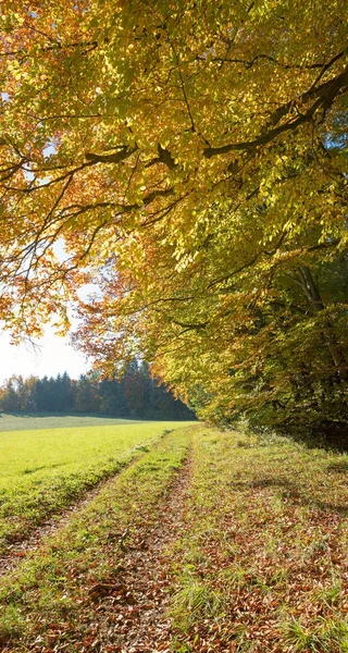 紅葉の森、直立した形式の端に沿って歩道 — ストック写真