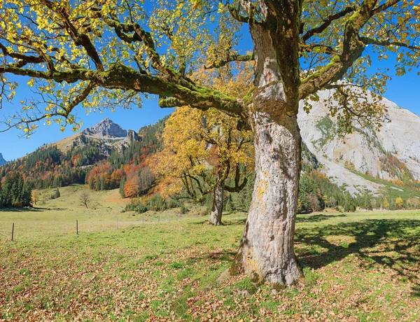 Alter Ahorn mit goldenen Blättern in herbstlicher Karwendellandschaft — Stockfoto