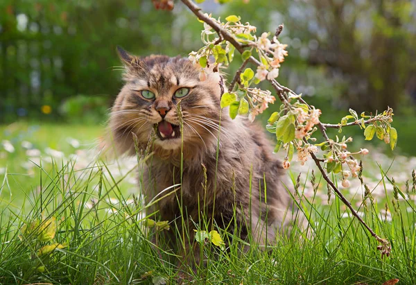 정원에서 재미 있는 시베리아 혈통 고양이 — 스톡 사진