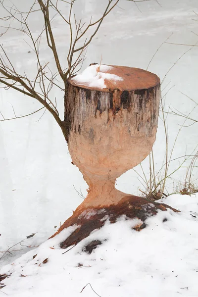 Damaged tree trunk gnawed by a beaver — Stock Photo, Image