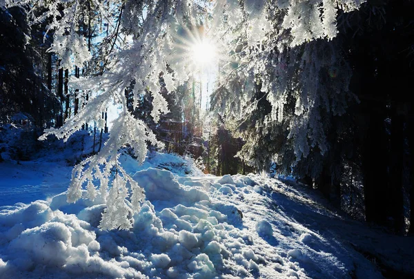 Forêt d'hiver mystique - soleil éclatant à travers les branches avec jante — Photo