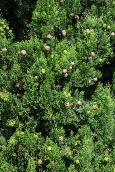 Mediterranean cypress with strobilus — Stock Photo, Image