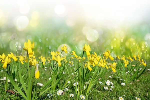 Tavaszi és húsvét háttérrel, sárga mini nárcisz és a fény — Stock Fotó