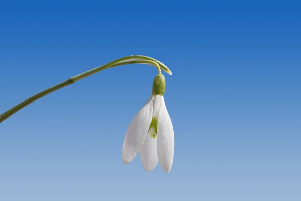 Snowdrop blossom against gradient blue sky — Stock Photo, Image