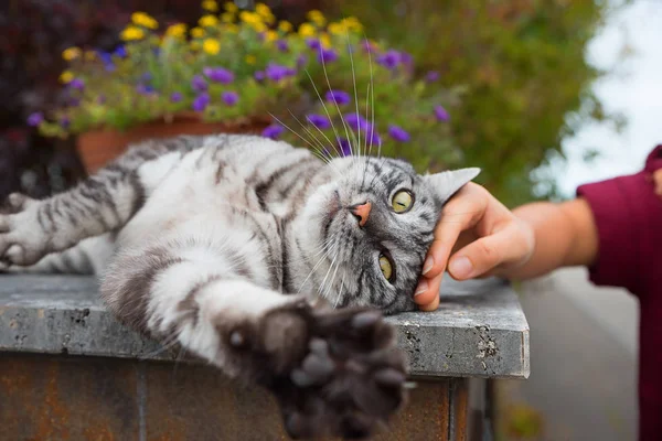 Grigio tabby gatto godendo essere accarezzato da un ragazze mano — Foto Stock