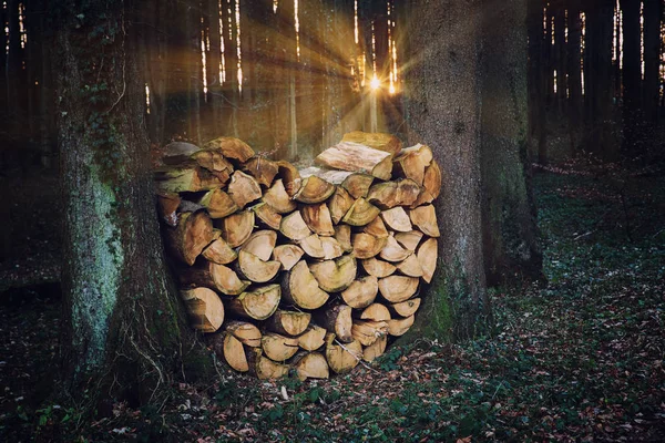 Firewood stack in the forest, in shape of a heart, beautiful sun — Stock Photo, Image