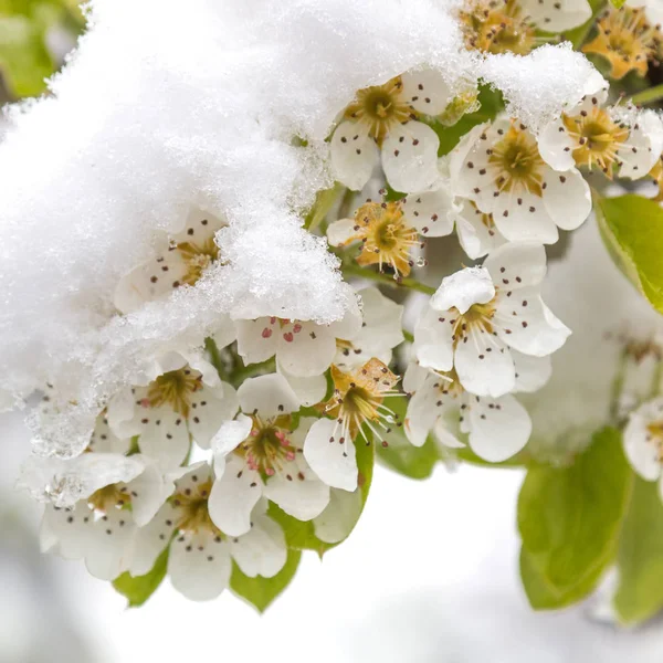 花と梨の木の枝が雪に覆われています。 — ストック写真