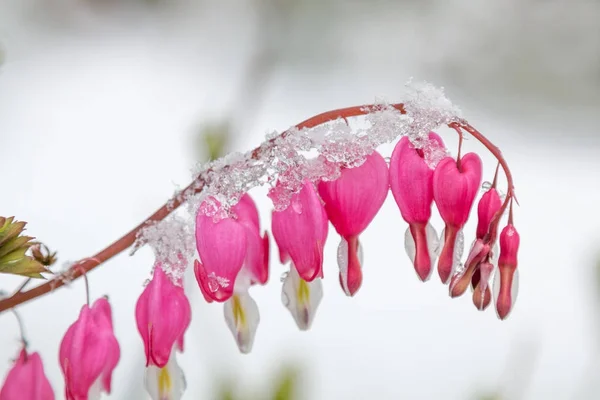 Planta sangrante del corazón con cubierta de nieve —  Fotos de Stock