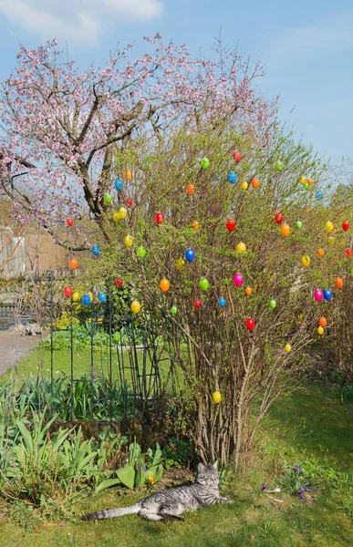 Zahrada s velikonoční bush, barevná velikonoční vajíčka a mourovatá kočka — Stock fotografie