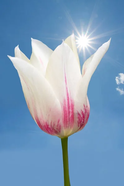 Tulipán květ bíle a růžově skvrnité proti jasně modré obloze — Stock fotografie