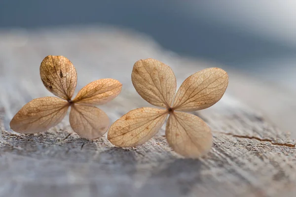 Hydrangea blossoms on wooden background, back lighted — Stock Photo, Image