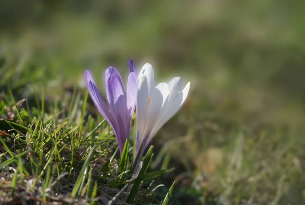 Two spring crocus blossoms, blurry background — Stock Photo, Image