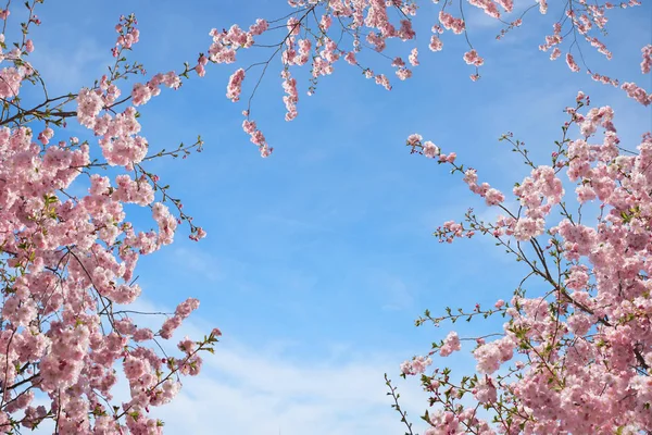 Blooming cherry trees, view from bottom up — Stock Photo, Image