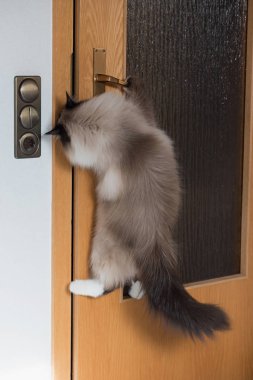 akıllı kedi kapıyı açıyor