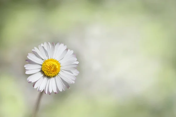 Eine Gänseblümchenblüte auf verschwommenem frühlingshaftem Hintergrund — Stockfoto