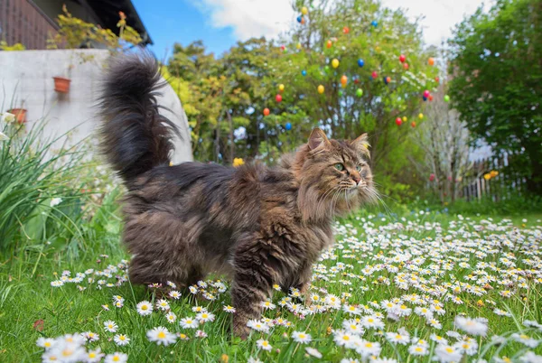 Siberian pedigree cat on daisy meadow in the garden — Stock Photo, Image