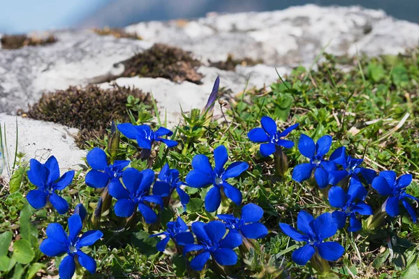 Gentiana verna on a stone in the alps — Stock Photo, Image