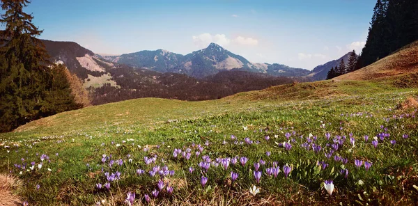 Meadow with alpine crocus, purple and white — Stock Photo, Image