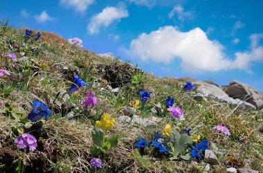 mavi yılan otu, pembe çuha çiçeği ve auriculas Alp flora