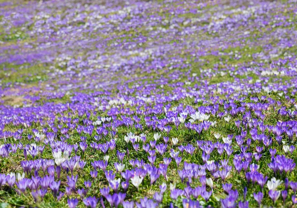 阿尔卑斯山上的紫色和白色的春天番红花地毯 — 图库照片