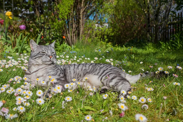 Europeiskt korthår tabby katt i främre trädgården — Stockfoto