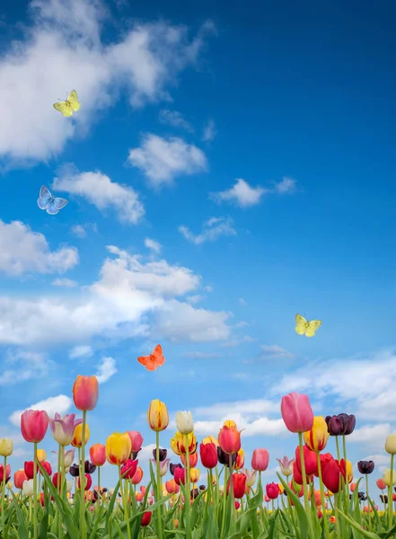 Día soleado en mayo, campo de tulipanes y cielo azul nublado con butterfli —  Fotos de Stock