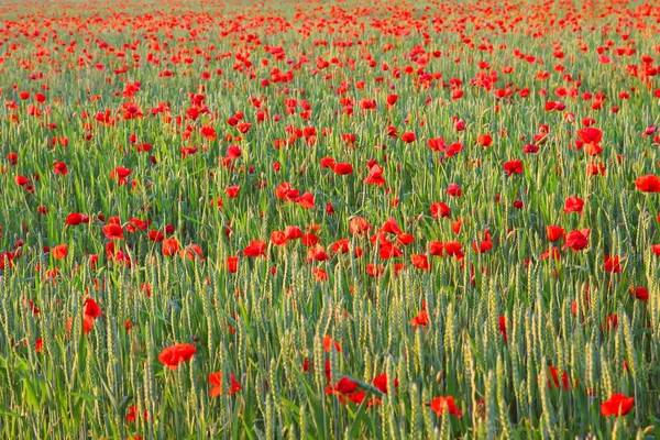 Campo de grano con flores de amapola roja — Foto de Stock