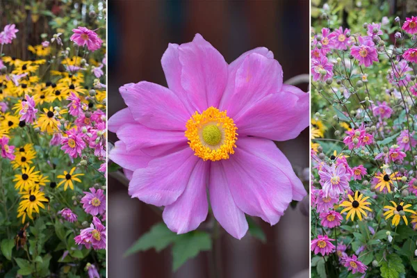 Collage - één anemone bloesem en herfst landelijke bloem garde — Stockfoto