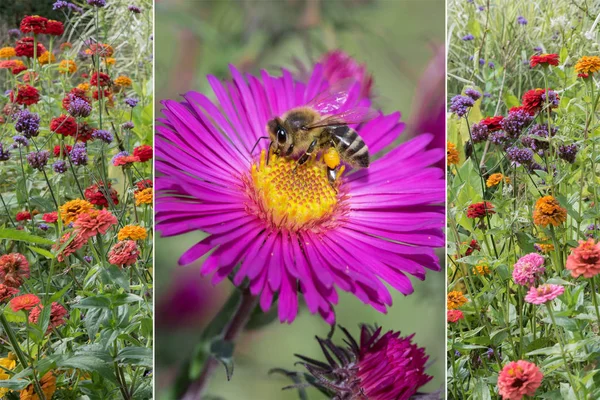 Collage - bunte Zinnien und Aster mit Biene — Stockfoto