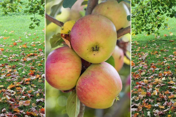 Autumnal collage - branch with apples and meadow with fallen lea — Stock Photo, Image
