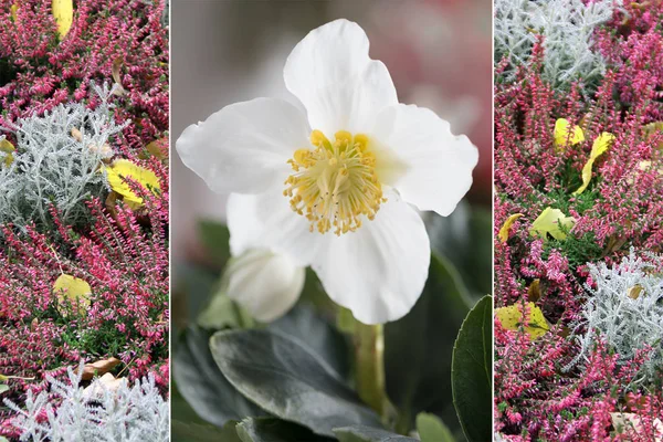 Collage - weiße Christrose und Heidekraut — Stockfoto