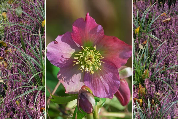 Collage - rose de Noël et bruyère — Photo