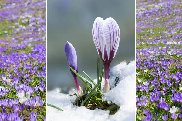 Collage - cocodrilo en la nieve y la alfombra de los cultivos alpinos —  Fotos de Stock