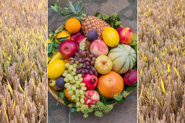 Коллаж - корзина с фруктами и зерновые поля — стоковое фото