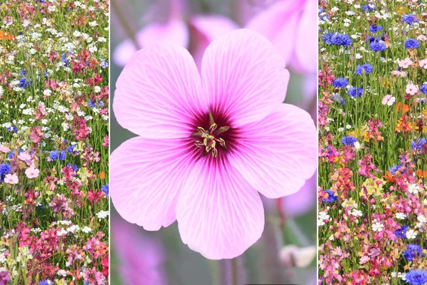 Collage - flor de malva sola y prado de flores maravilloso —  Fotos de Stock