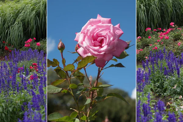Collage - rose and lavender — Stock Photo, Image