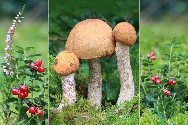 Collage autumn - three boletus in the moss, cranberries and heat — Stock Photo, Image