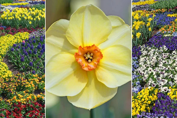Collage - één narcissus bloesem en flowerbed met altviolen — Stockfoto