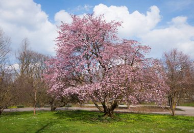 Şehir Park, rekreasyon alanı güneşli bir kiraz ağacı çiçek açan