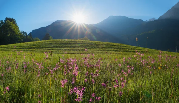 Morning in allgau alps. morning due in lychnis meadow — Stock Photo, Image