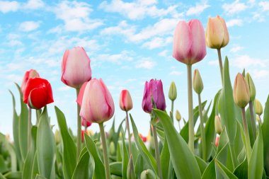 Mavi gökyüzü ve bulutlar ile açık bir flowerbed laleler