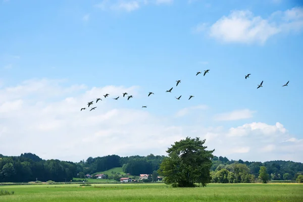 Летящие гуси над болотом птичьего заповедника — стоковое фото
