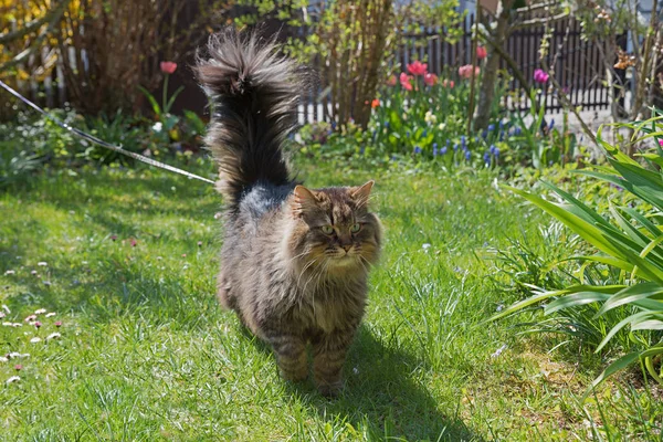Gato siberiano com chumbo, passear no jardim da frente — Fotografia de Stock