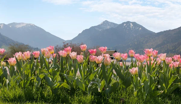 Canteiro de flores tulipa no jardim spa schliersee — Fotografia de Stock