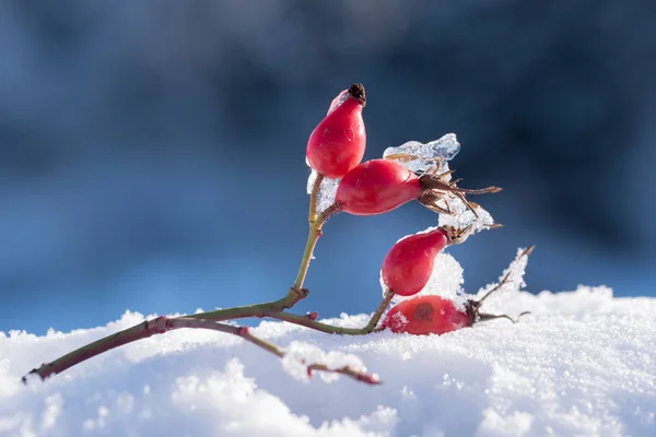 Ramita de un escaramujo con bayas en invierno en un montón de nieve, oscuro —  Fotos de Stock